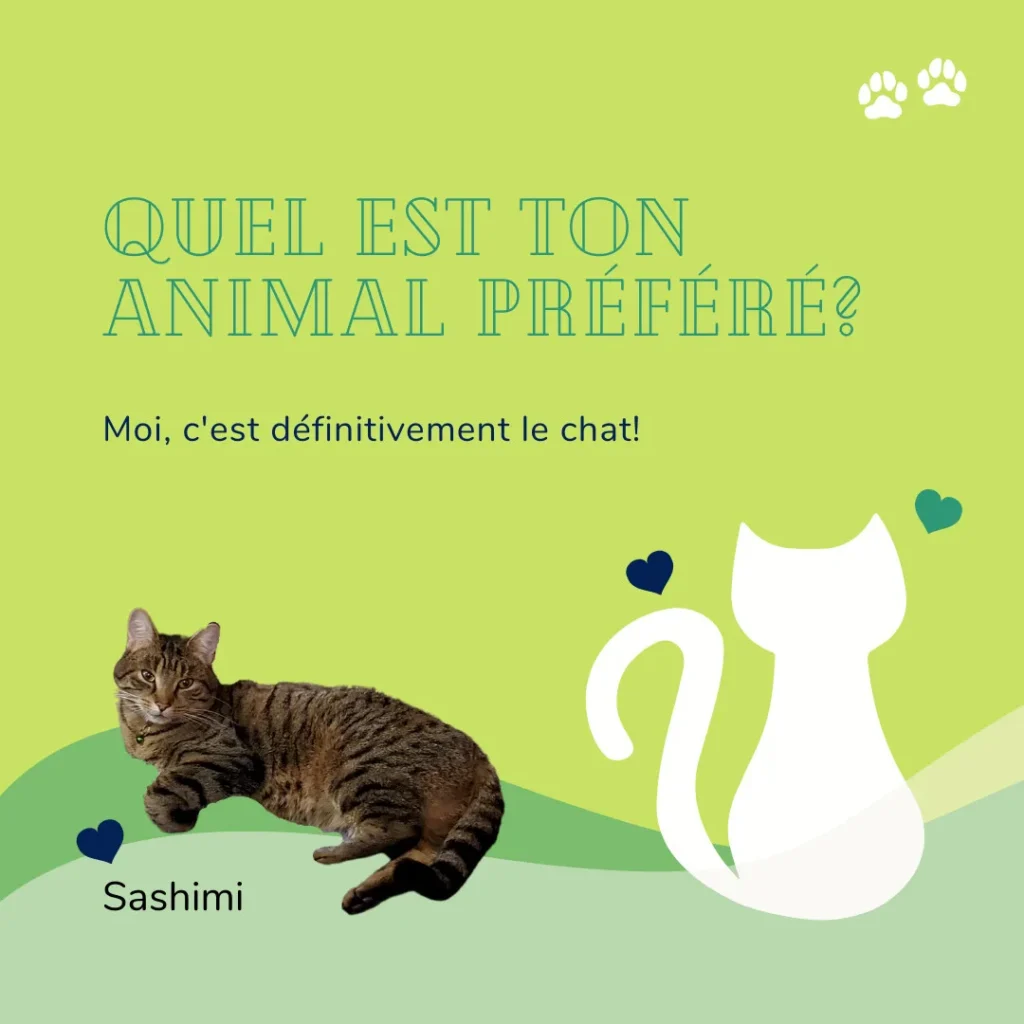Fun fact - animal préféré - le chat