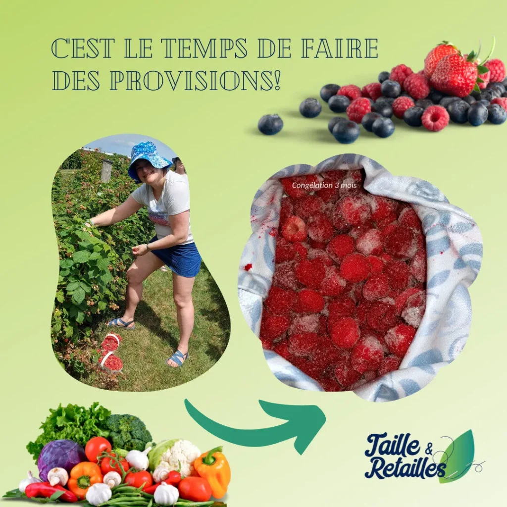 Petits fruits - congélation dans sacs alimentaires réutilisables